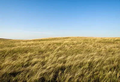 Steppe Grassland In Wind in warm summer light