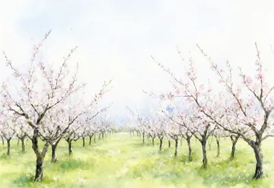 Orchard In Blossom after rain Watercolour