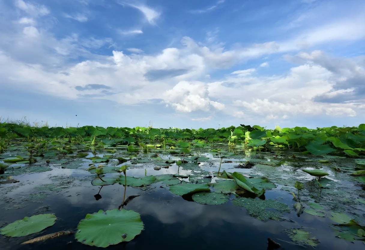 Lily Pads And Reflections under a dramatic sky