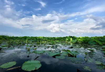 Lily Pads And Reflections under a dramatic sky