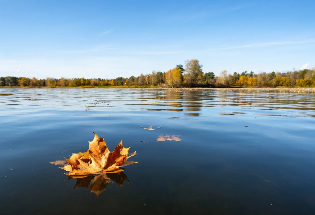 Autumn Leaf On Water