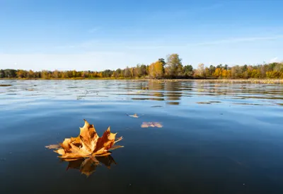 Autumn Leaf On Water