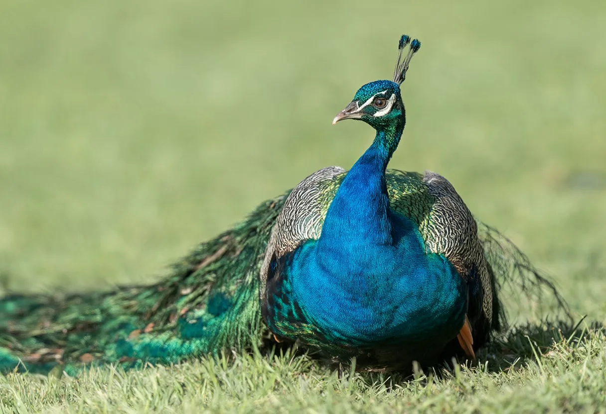 Peacock in soft morning light
