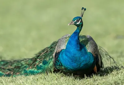 Peacock in soft morning light