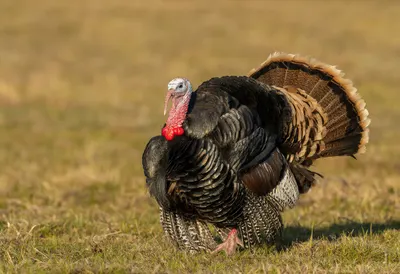 Turkey at golden hour