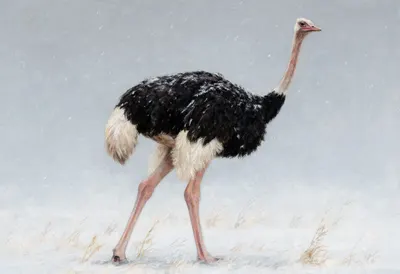 Ostrich in falling snow Oil Painting