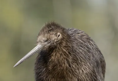 Kiwi against a soft blurred background