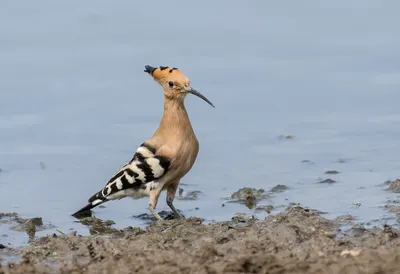 Hoopoe beside calm water
