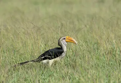 Hornbill in tall grass