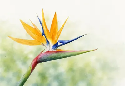 Bird Of Paradise against a soft blurred background Watercolour