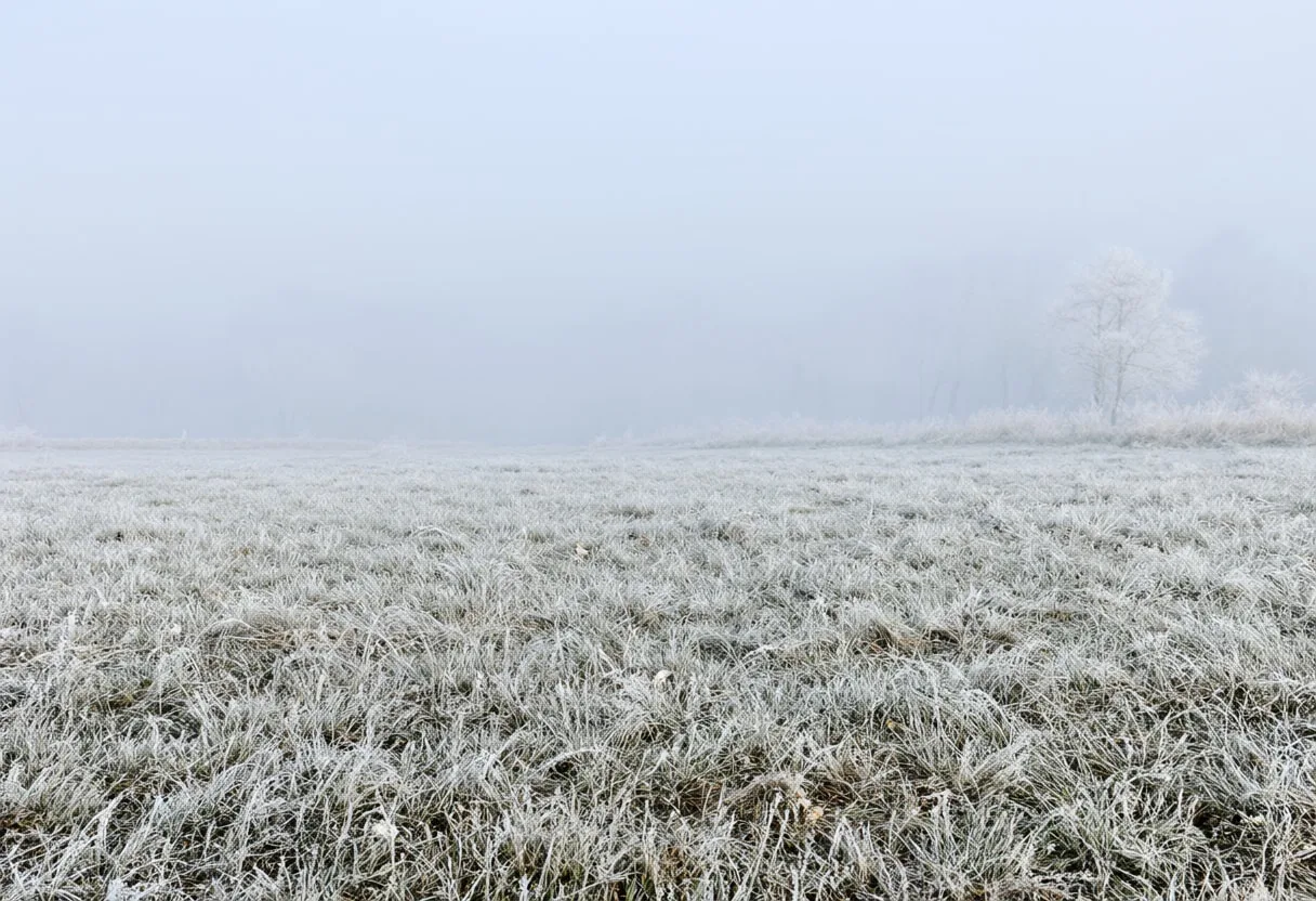 Hoarfrost On Grass in soft mist