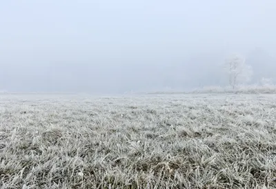 Hoarfrost On Grass in soft mist