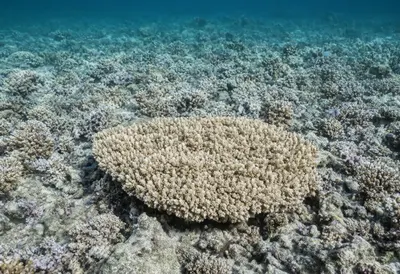 Coral Bleaching Underwater