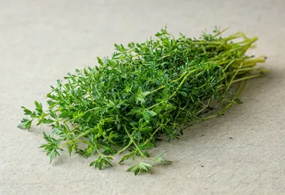 Fresh herbs bunch