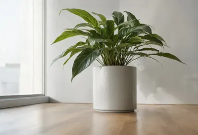 Office plant in soft daylight, low angle
