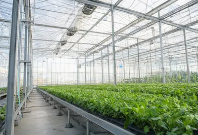 Robotic greenhouse with soft rim light, low angle